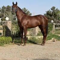 باشگاه سوار کاری