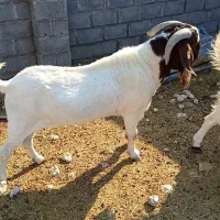 پازن بوئر اصل اصل