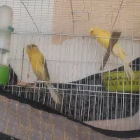 قناری کشیده بلند
