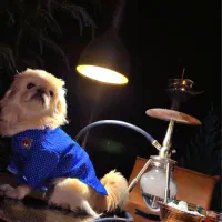 سگ نژاد پیکینز|سگ|سنندج, |دیوار