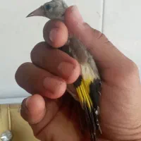 سهره کنه و جوجه سهره نر