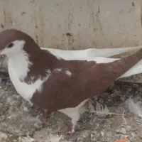 تاکبوتر پرشی دانه ای ۲۰۰