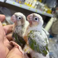 طوطی گرینچیکهای سرلاکی دونخور قرمزی بالا انواع رنگ