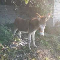 الاغ ماده