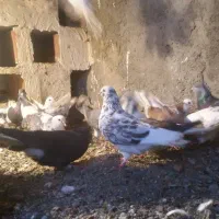 کبوتر طوقی هواگیر