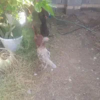 مرغ و خروس|حیوانات مزرعه|میناب, |دیوار