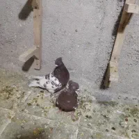 کفتر|پرنده|شیراز, شهرک کوشکک|دیوار