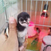 حراج جوجه گلین عشایری زیر مرغی سینه سوزنی 24روزه