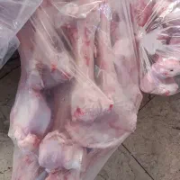 قلم گوساله تازه .کوهان شتر. کلی و جزعی