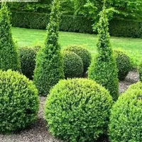درختچه های زینتی طراحی و مشاوره|گل و گیاه طبیعی|تهران, خلیج فارس|دیوار