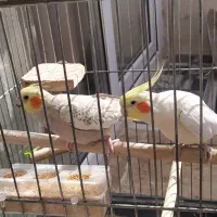 عروس هلندی جفت فول دستی