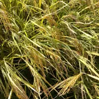 فروش چلتوک برنج لنجون اصفهانی|خوردنی و آشامیدنی|خمینی‌شهر, |دیوار