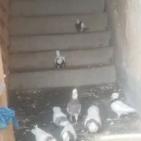 فروش پرنده خانگی کبوتر طوقی 8 عدد|پرنده|مسجد سلیمان, |دیوار