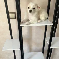 پامر کراس نر ۶ماهه سایز ریز موها کوتاه شده
