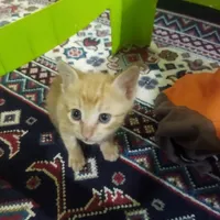 واگذاری بچه گربه نازوخیلی بانمک رایگان