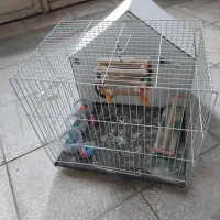 قفس پرنده|لوازم جانبی حیوانات|سبزوار, قلعه‌نو دهزار|دیوار