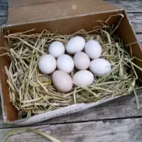 خروس گلین مرغ گلین کرچ فول جوجه تخم نطفه دار گلین