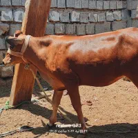 یک بچر جرسی