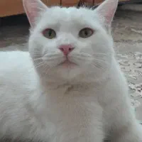 گربه .|گربه|اراک, |دیوار