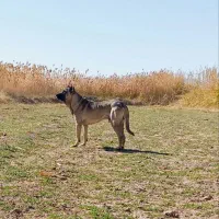 واگذاری سگ سرابی|سگ|زنجانرود, |دیوار