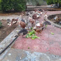 خروس لاری و بوقلمون