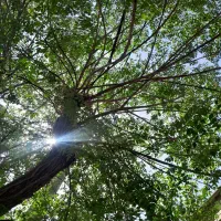 هرس و باغبانی درخت و باغچه