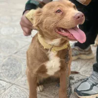 سگ پیت بول امریکایی