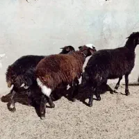 بره ماده تخمی