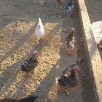 مرغ گلین|حیوانات مزرعه|محمدیه-قزوین, |دیوار