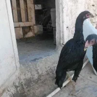 لاری خروس اوشامو و دو عدد مرغ لاری اوشامو یه تیغ