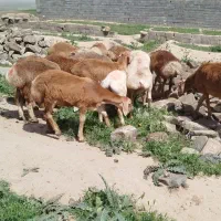 15راس بره نر