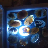 شجر|جواهرات|ری, دولت‌آباد|دیوار