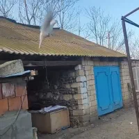 کفتر سفید بازی کن