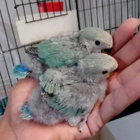 جوجه کوتوله