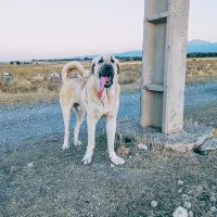 واگذاری سگ عراقی