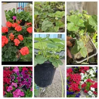 انواع نشا گل رز گل محمدی  انواع انگور