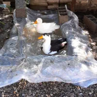 اردک نر و ماده زیبا و سالم