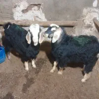 یه دونه شیشک ویه دونه تکه
