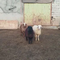 بر دوتا ماده یکی نر|حیوانات مزرعه|بیرانوند, |دیوار