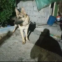 سگ ژرمن شپرت