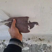 کفتر طاقی|پرنده|کاشان, فاز ۲ ناجی آباد|دیوار