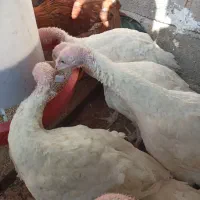 بوقلمون بیوتی