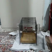 سهره سه سال قفس برای فروش|پرنده|قم, وادی السلام|دیوار