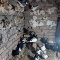 ۱۶ عدد کفتر ماده . کفتر بوم . همه ب شرط پرش