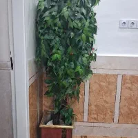 یک درختچه گیلاس