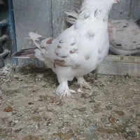 چند عدد کبوتر تهرانی بفروش میرسد