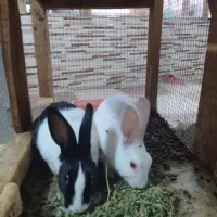 2عدد خرگوش تازه