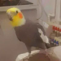 نر و ماده زیر قیمت فوری