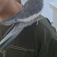 پرنده جفت عروس هلندی دستی سخنگو