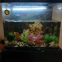 آکواریوم|ماهی|کرج, گوهردشت|دیوار